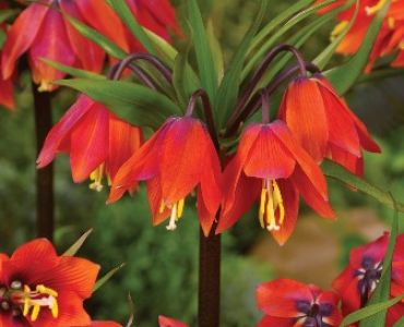 Фритилария - Fritillaria Imperialis Rubra
